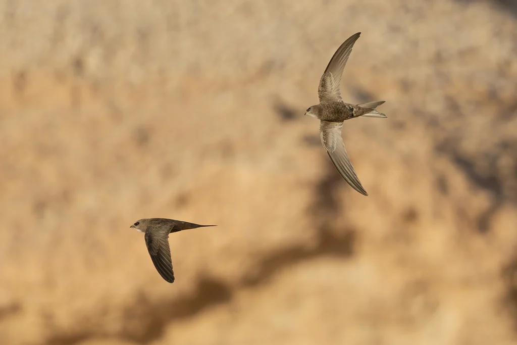 سَمَّامَةٌ فَاتِحَةٌ: طائر السمامة الفاتحة (Pallid Swift) أثناء طيرانه بجناحيه المنجلية في سماء المملكة العربية السعودية.