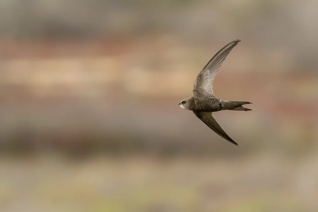 سَمَّامَةٌ فَاتِحَةٌ: طائر السمامة الفاتحة (Pallid Swift) أثناء طيرانه بجناحيه المنجلية في سماء المملكة العربية السعودية.