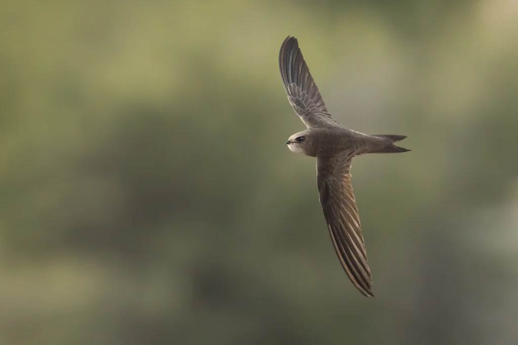 سَمَّامَةٌ فَاتِحَةٌ: طائر السمامة الفاتحة (Pallid Swift) أثناء طيرانه بجناحيه المنجلية في سماء المملكة العربية السعودية.