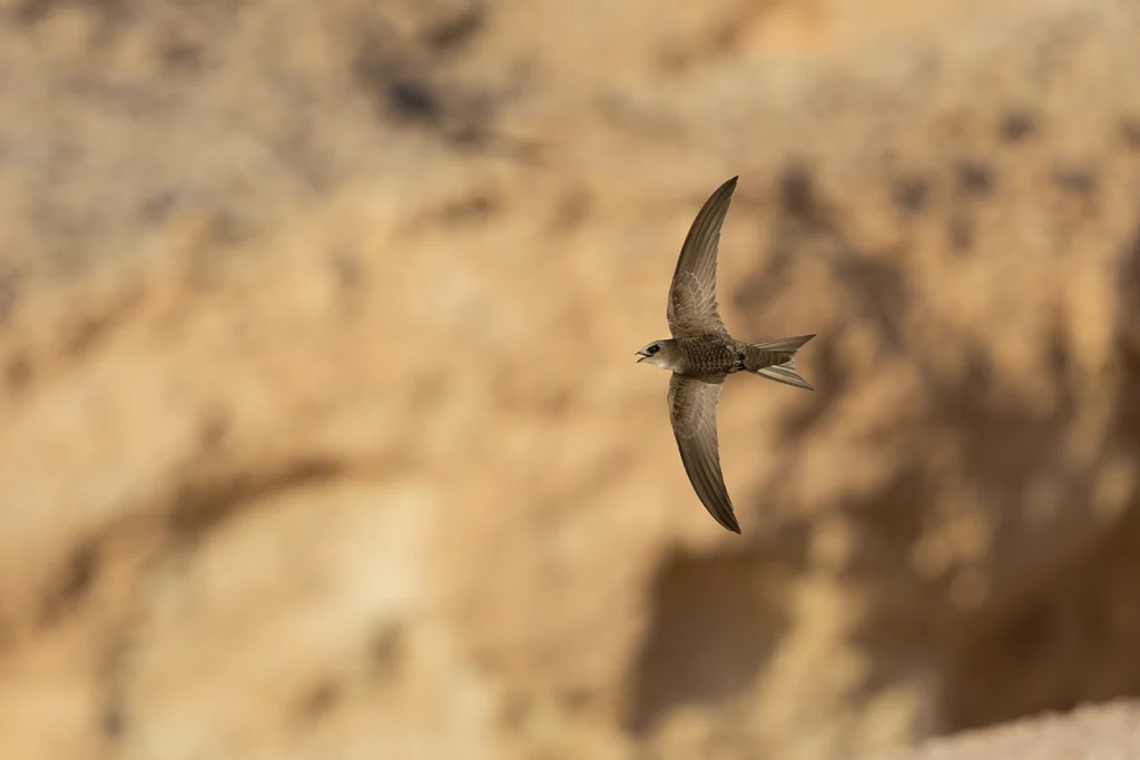 سَمَّامَةٌ فَاتِحَةٌ: طائر السمامة الفاتحة (Pallid Swift) أثناء طيرانه بجناحيه المنجلية في سماء المملكة العربية السعودية.