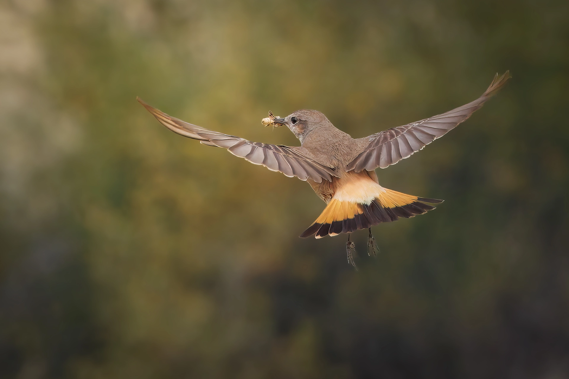 في أثر «الفَقاق» | رحلة توثيق 15 وجهاً لجنس «Oenanthe» 46 Persian Wheatear Red Tailed