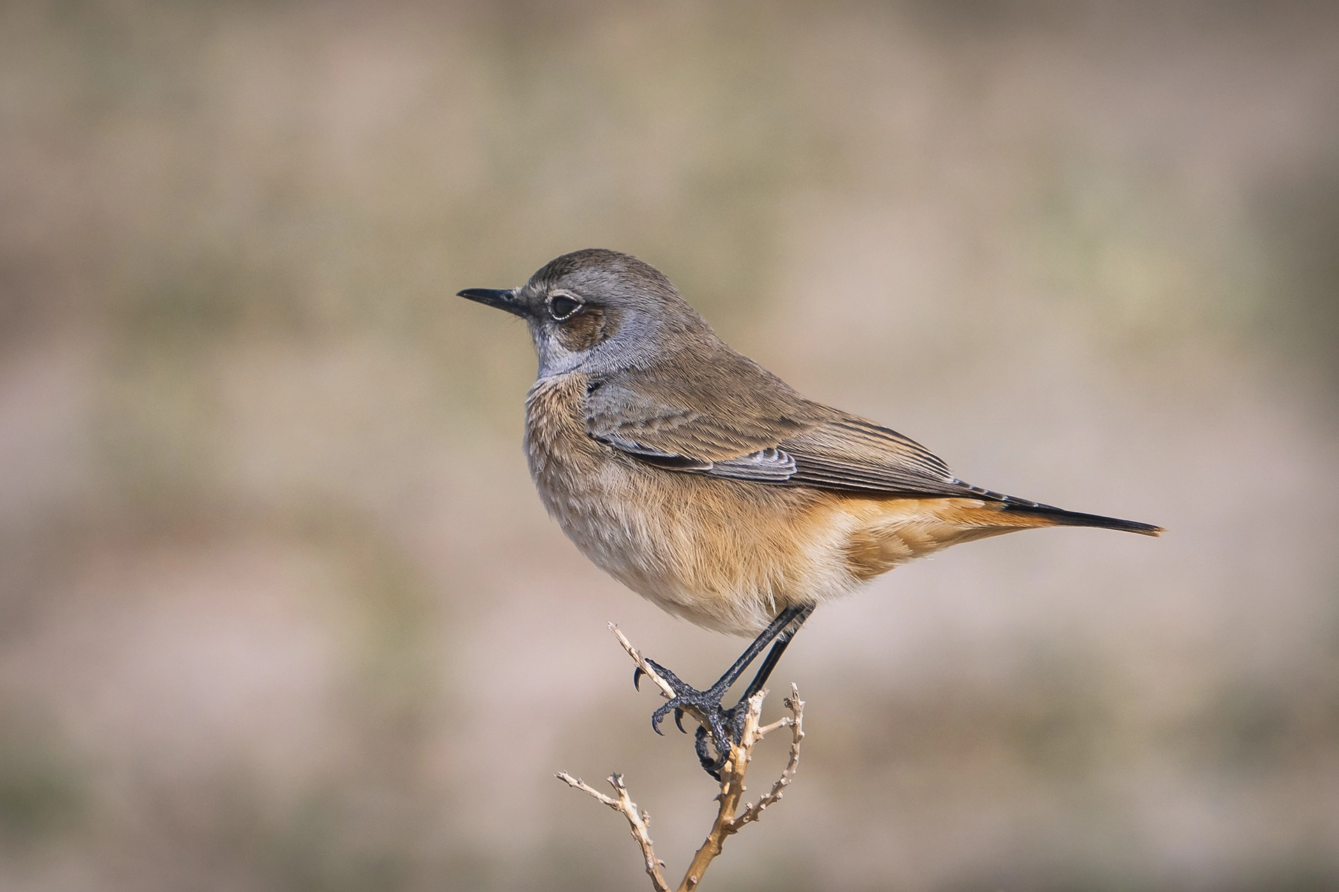 في أثر «الفَقاق» | رحلة توثيق 15 وجهاً لجنس «Oenanthe» 44 Persian Wheatear Red Tailed2