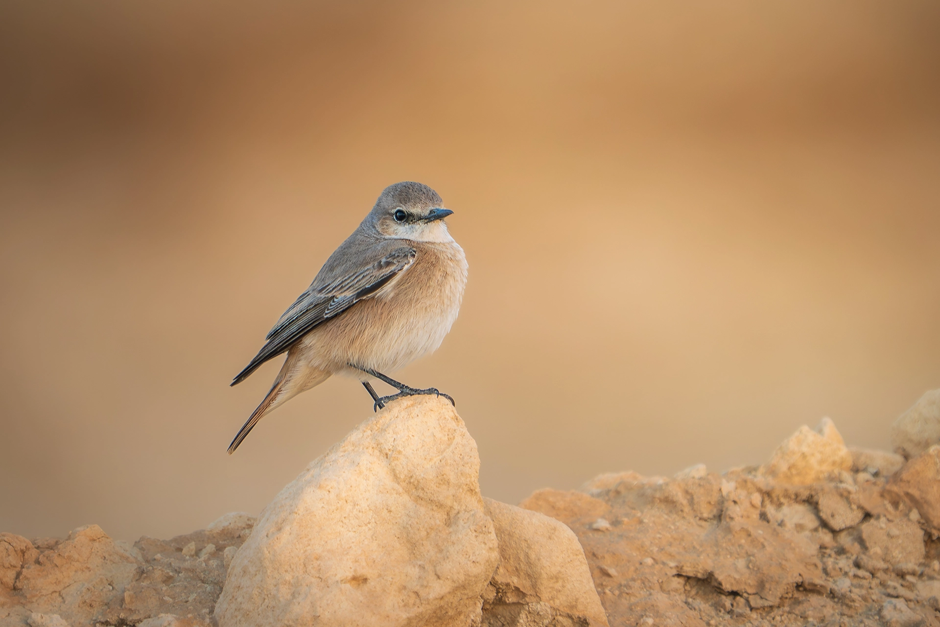 في أثر «الفَقاق» | رحلة توثيق 15 وجهاً لجنس «Oenanthe» 45 Persian Wheatear Red Tailed3