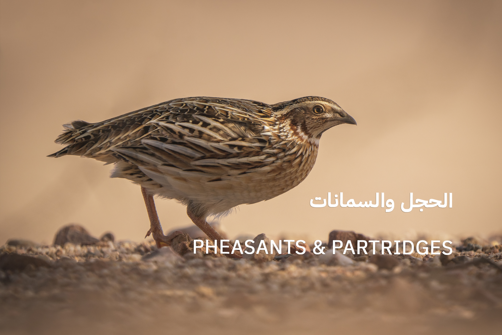 طائر الفري | السمان في بيئة صحراوية في السعودية