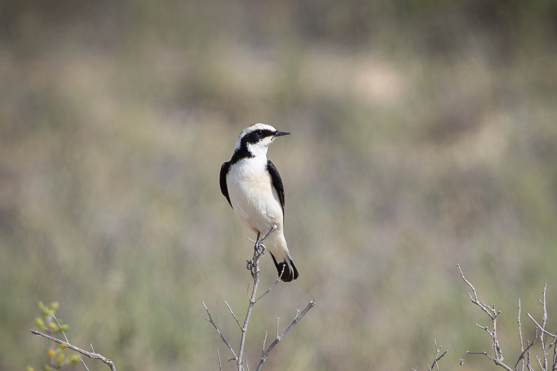 في أثر «الفَقاق» | رحلة توثيق 15 وجهاً لجنس «Oenanthe» 22 Pied Wheatear2