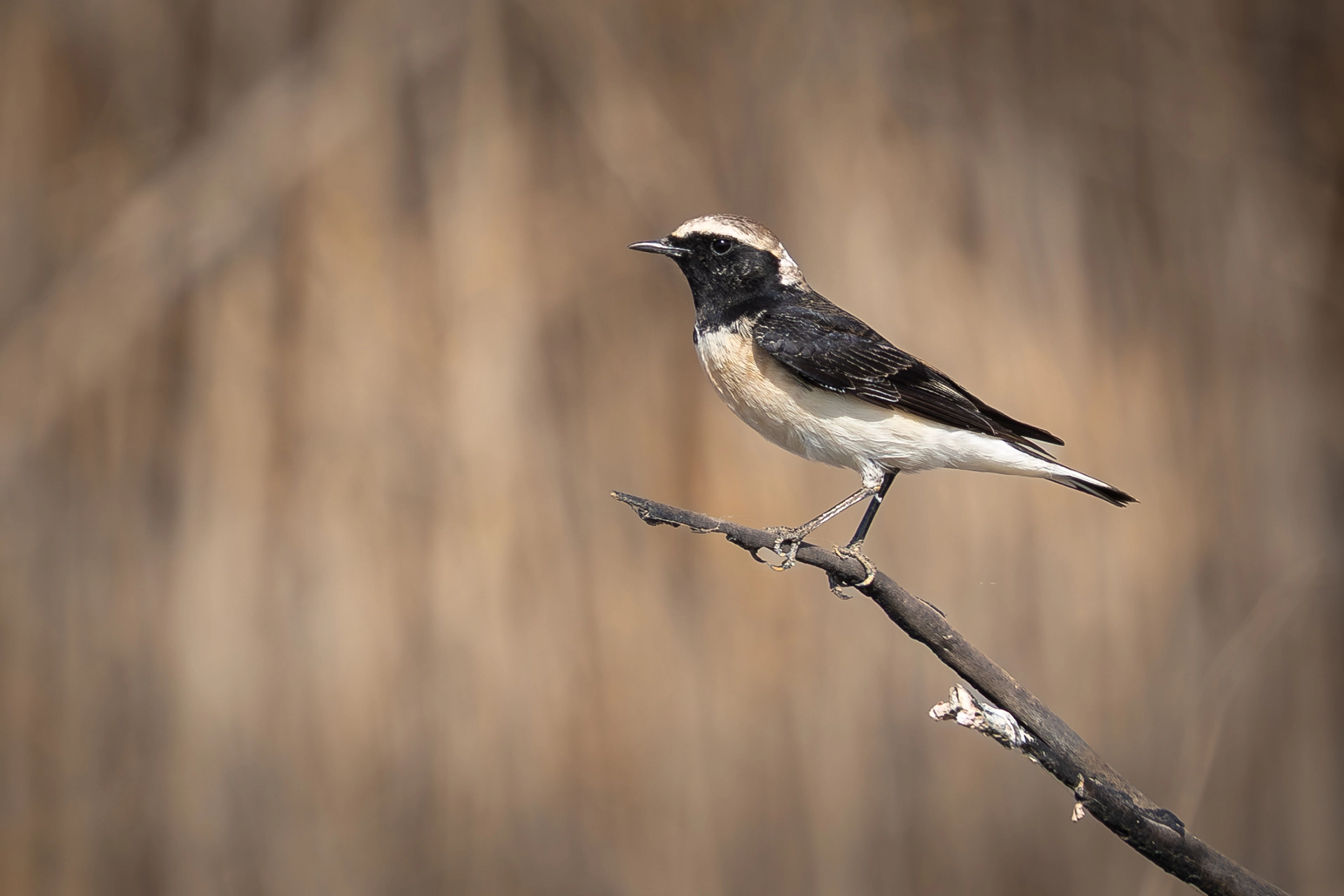 في أثر «الفَقاق» | رحلة توثيق 15 وجهاً لجنس «Oenanthe» 21 Pied Wheatear3