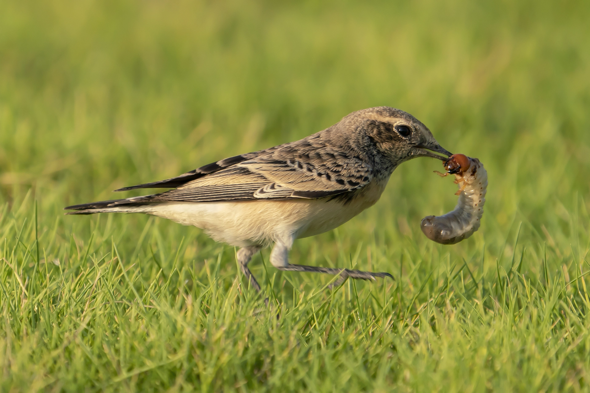في أثر «الفَقاق» | رحلة توثيق 15 وجهاً لجنس «Oenanthe» 23 Pied Wheatear5