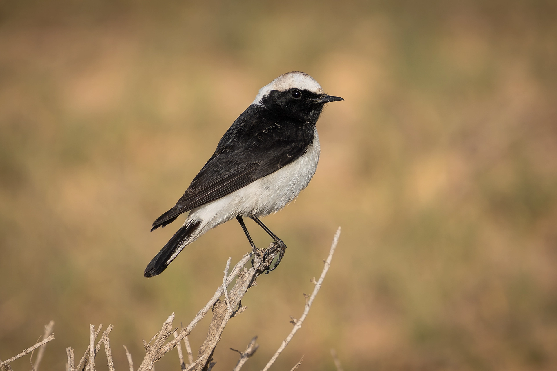 في أثر «الفَقاق» | رحلة توثيق 15 وجهاً لجنس «Oenanthe» 20 Pied Wheatear6