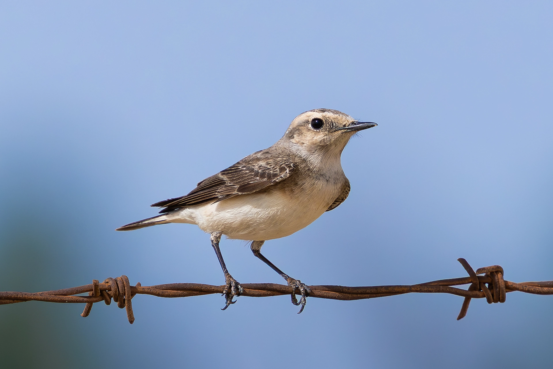 في أثر «الفَقاق» | رحلة توثيق 15 وجهاً لجنس «Oenanthe» 24 Pied Wheatear7