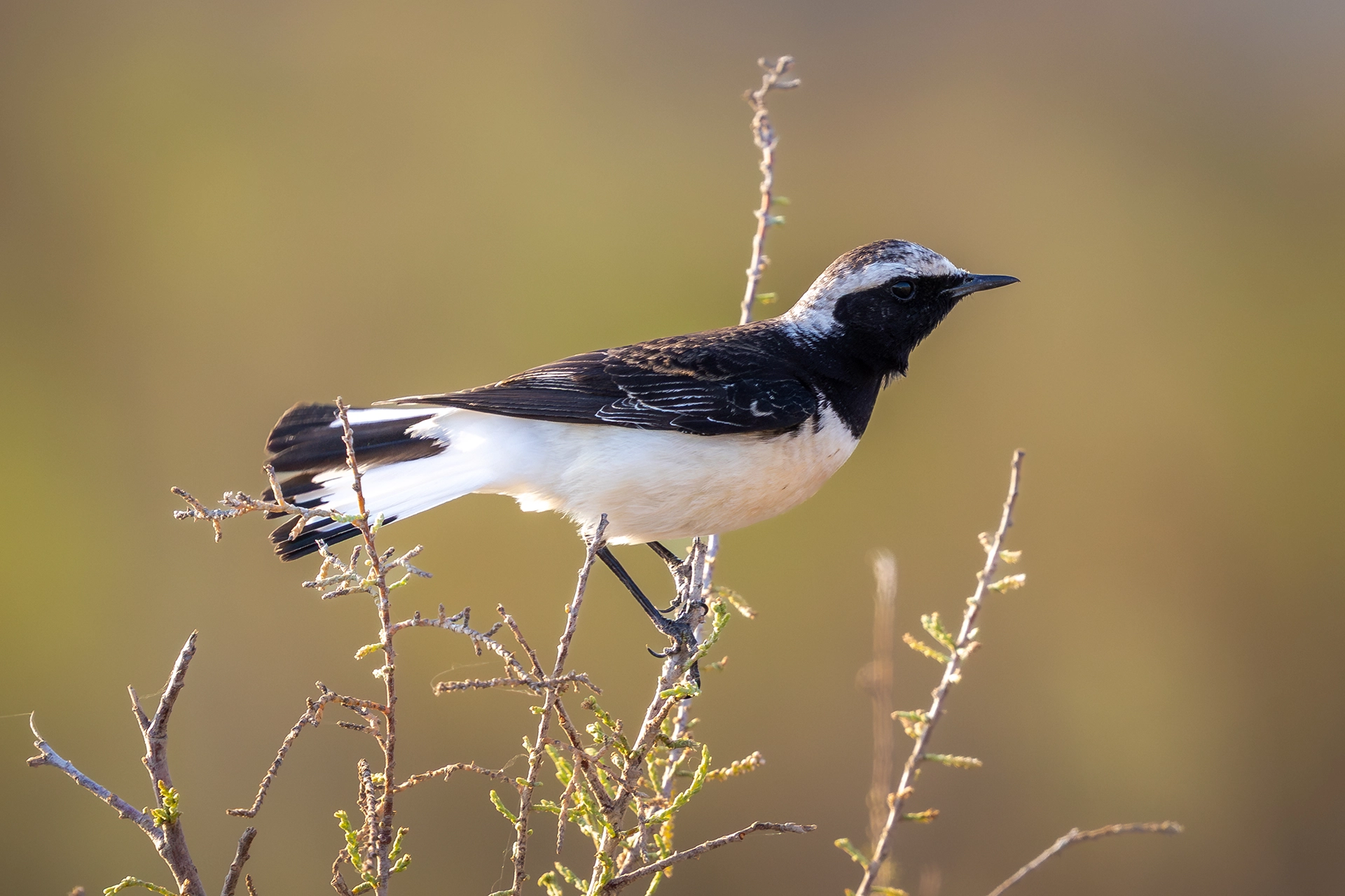 في أثر «الفَقاق» | رحلة توثيق 15 وجهاً لجنس «Oenanthe» 25 Pied Wheatear8