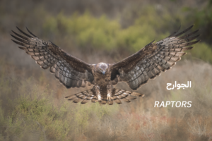 طيور 3 Raptors 1