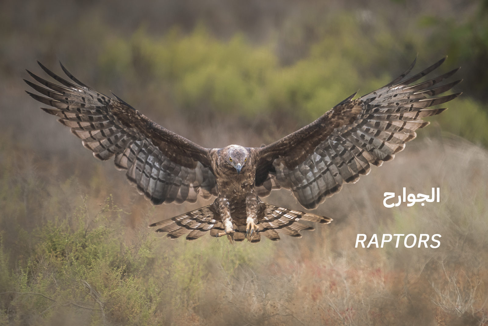 Raptors 1
