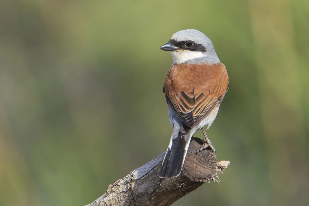 Red backed Shrike