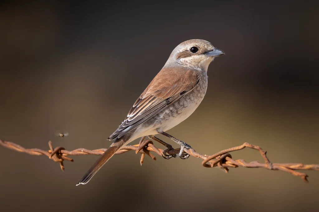Red backed Shrike2