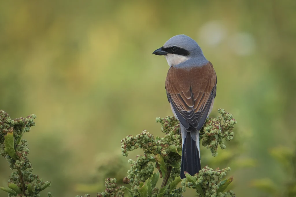 Red backed Shrike3