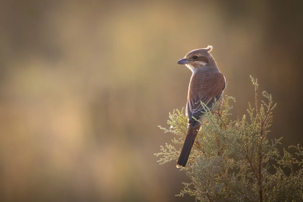 Red backed Shrike4