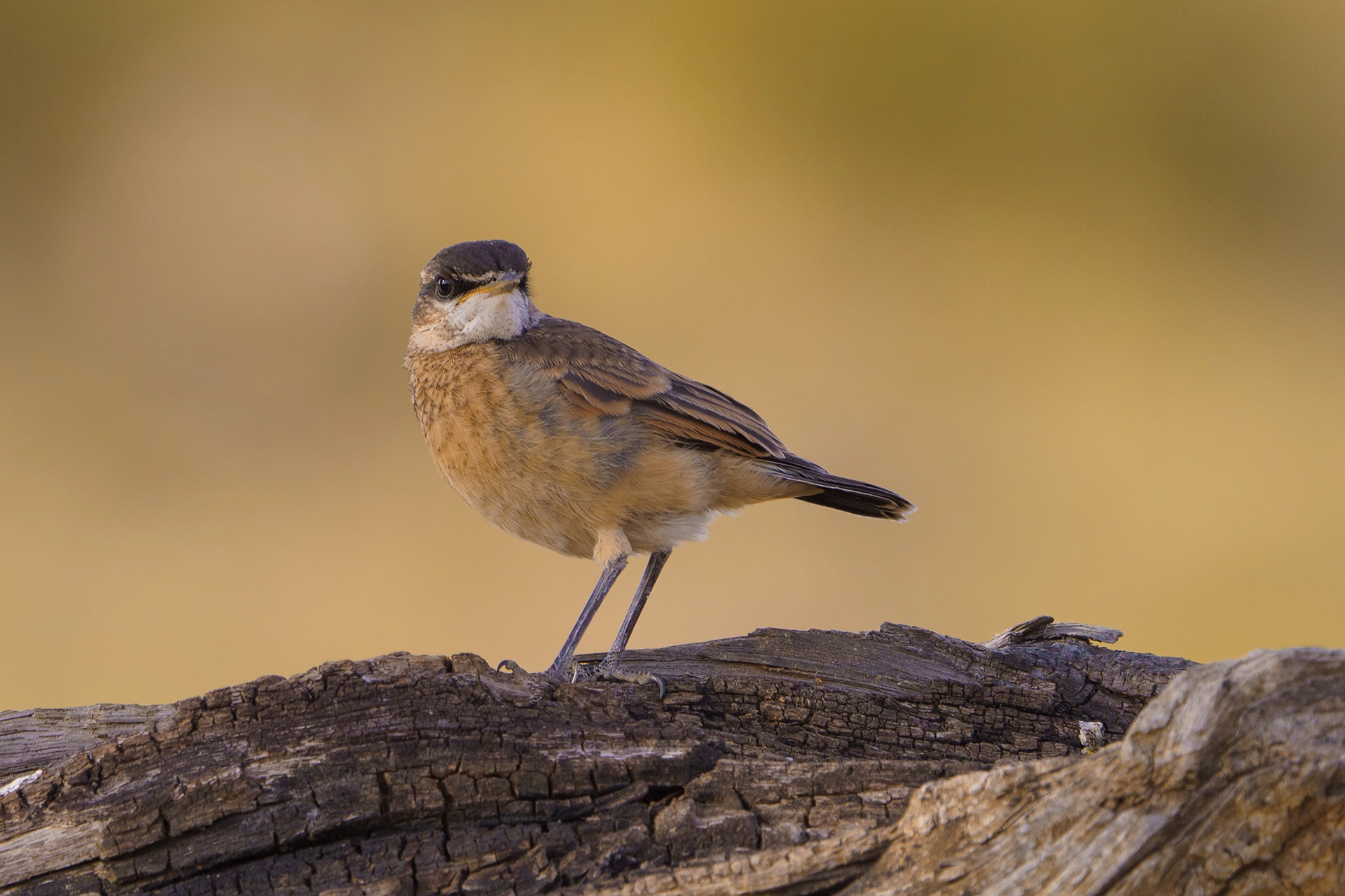 في أثر «الفَقاق» | رحلة توثيق 15 وجهاً لجنس «Oenanthe» 5 Red breasted Wheatear