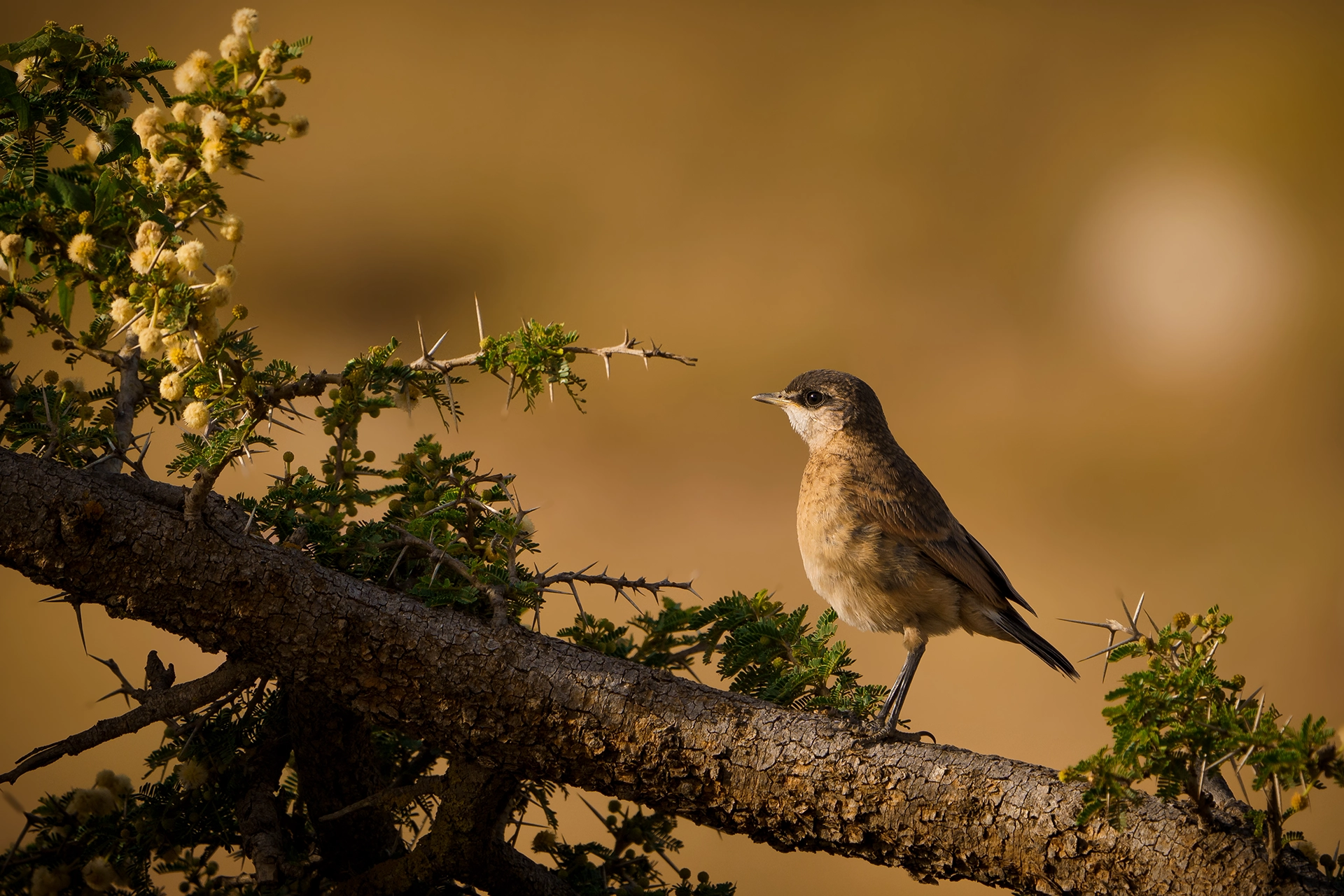 في أثر «الفَقاق» | رحلة توثيق 15 وجهاً لجنس «Oenanthe» 6 Red breasted Wheatear3