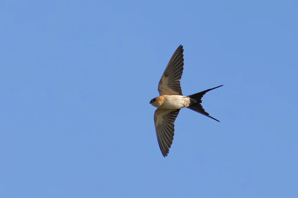 الخطاف أحمر العجز (Red-rumped Swallow) محلقاً، يبرز فيه اللون الصدئ على منطقة العجز ومؤخرة العنق.