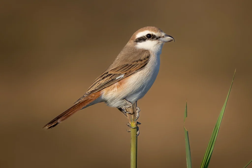 Red tailed Shrike