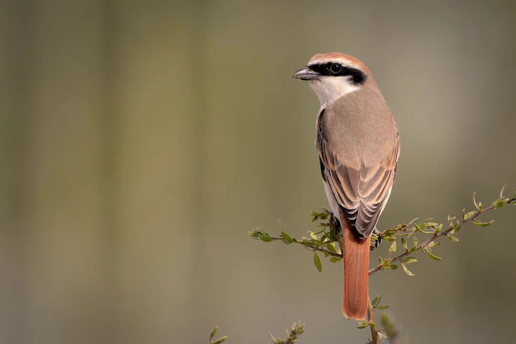 Red tailed Shrike2