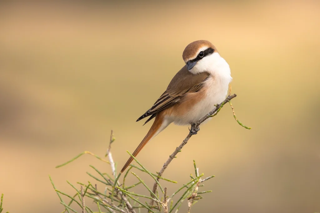 Red tailed Shrike3
