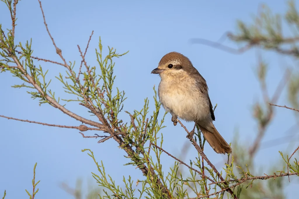 Red tailed Shrike4