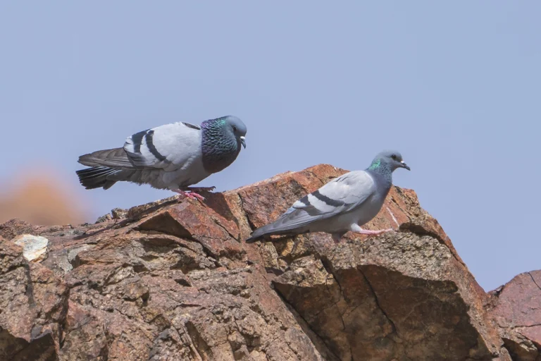 حَمَامَة (Columba livia) في موطنها بالمملكة العربية السعودية