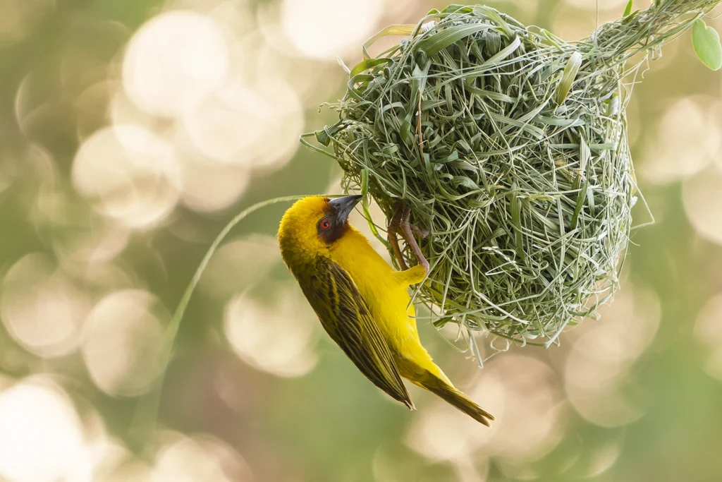Ruppells Weaver0