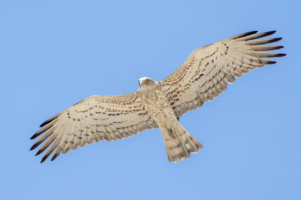 صَرَّارَةٌ: عقاب صرارة أو عقاب الحيات (Short-toed Snake Eagle) - تصوير فيصل هجول