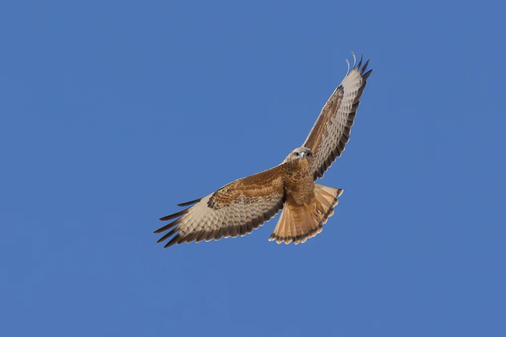 عُقَيِّبٌ سَهْبِيَّةٌ: عقيب سهبية أو حوام السهوب (Steppe Buzzard) - تصوير فيصل هجول