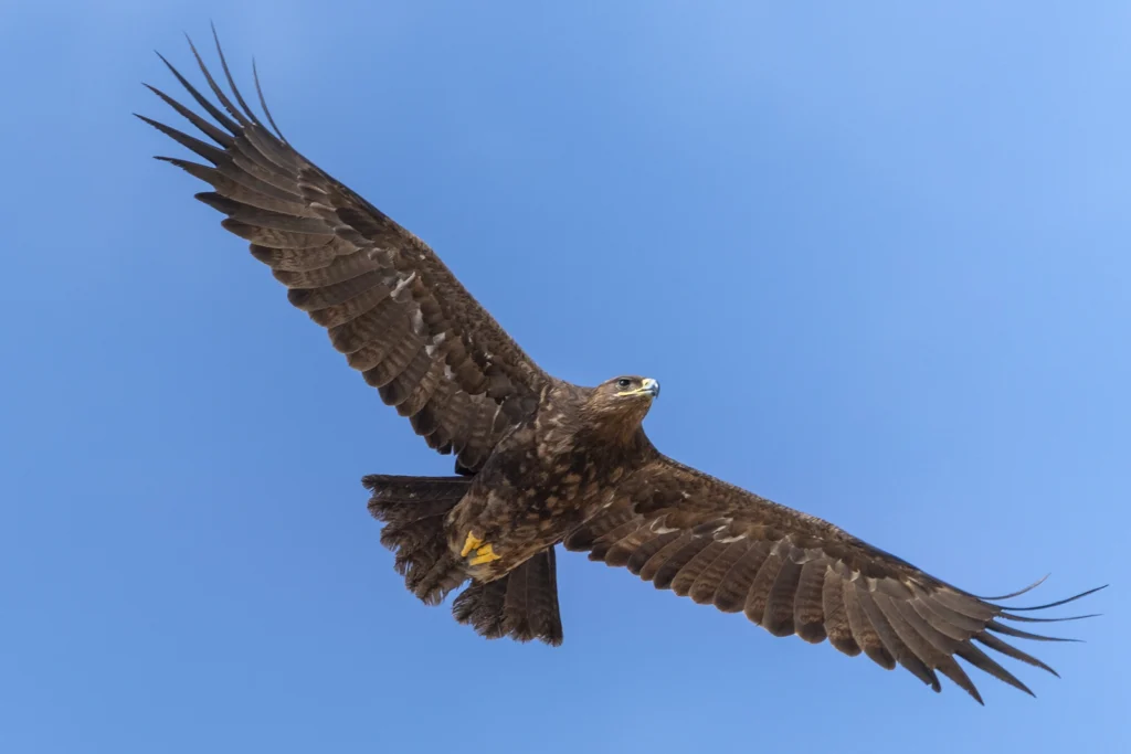 عُقَابٌ سَهْبِيَّةٌ: عقاب سهبية (Steppe Eagle) في موسم العبرة - تصوير فيصل هجول