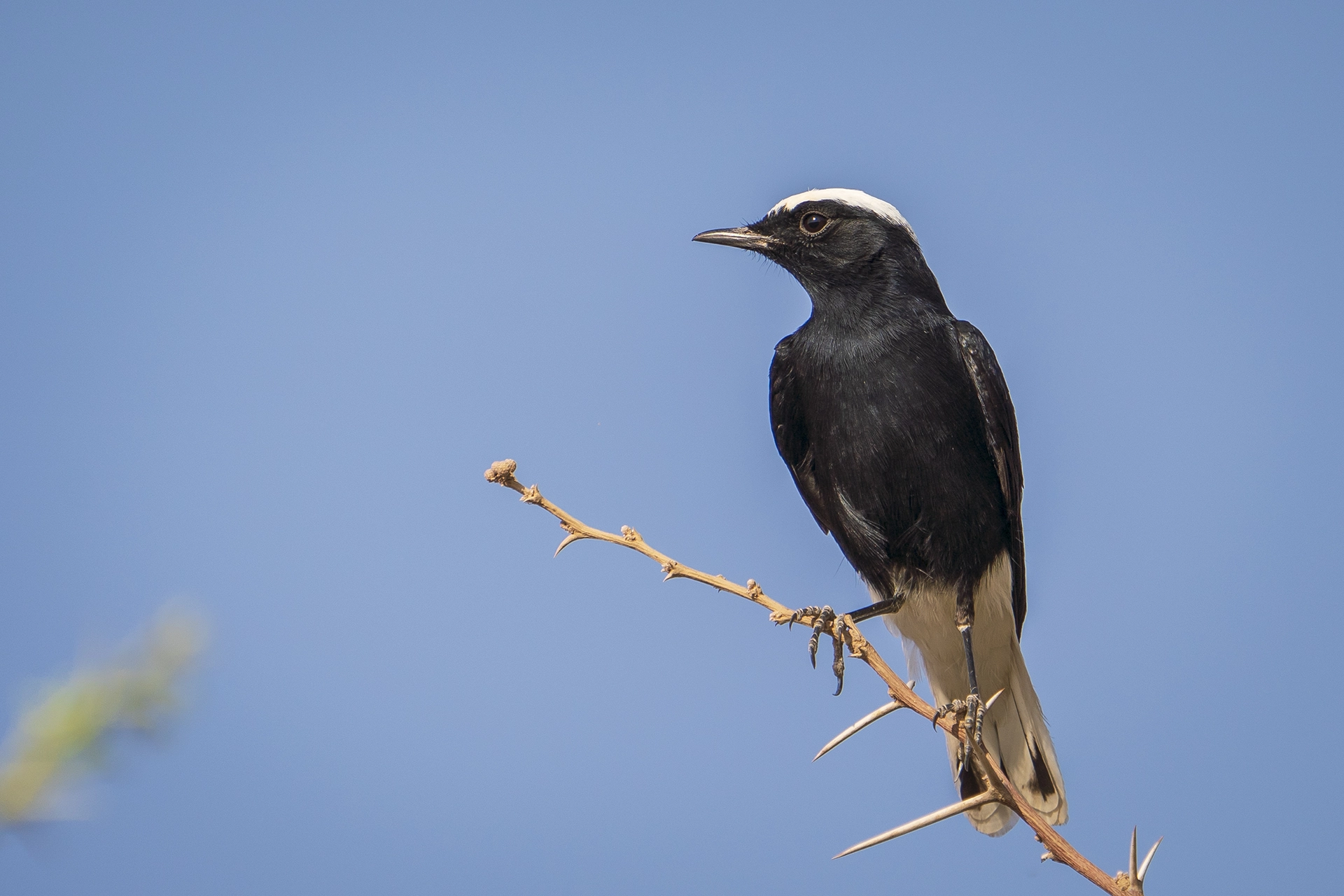 في أثر «الفَقاق» | رحلة توثيق 15 وجهاً لجنس «Oenanthe» 34 White-crowned Wheatear faisalhajwal