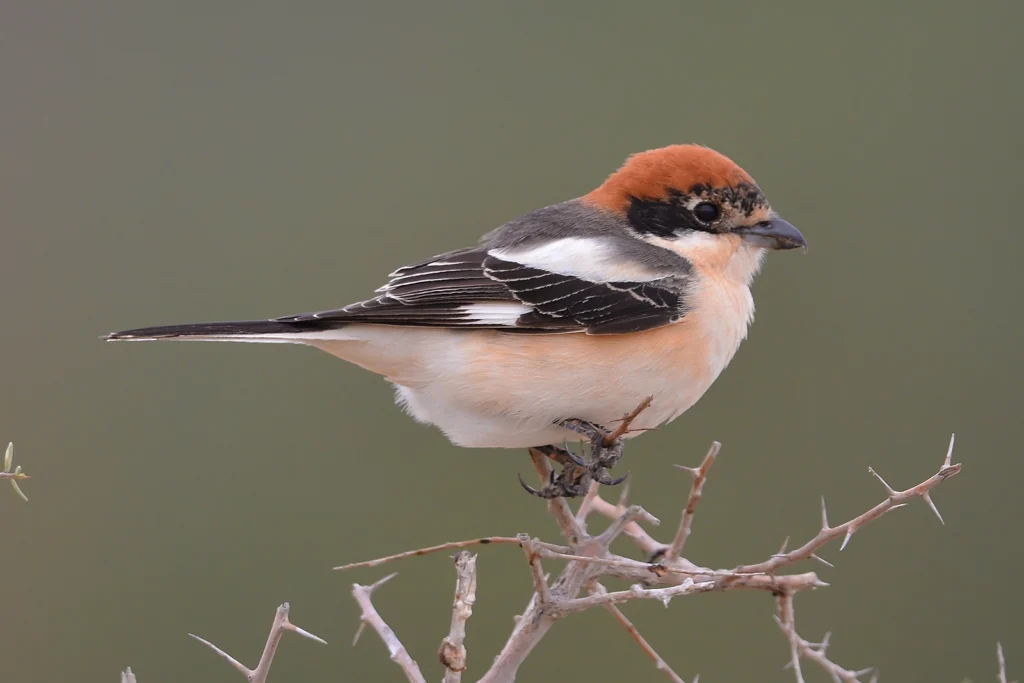Woodchat Shrike