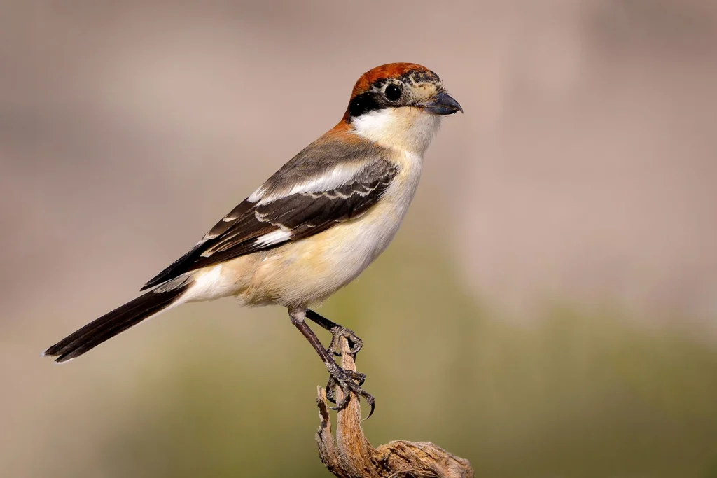 Woodchat Shrike3