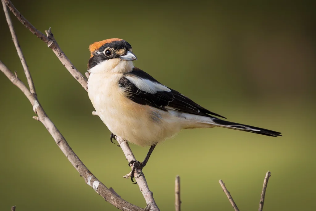Woodchat Shrike4