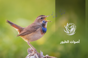 الصوت وسيلة لغاية الصورة