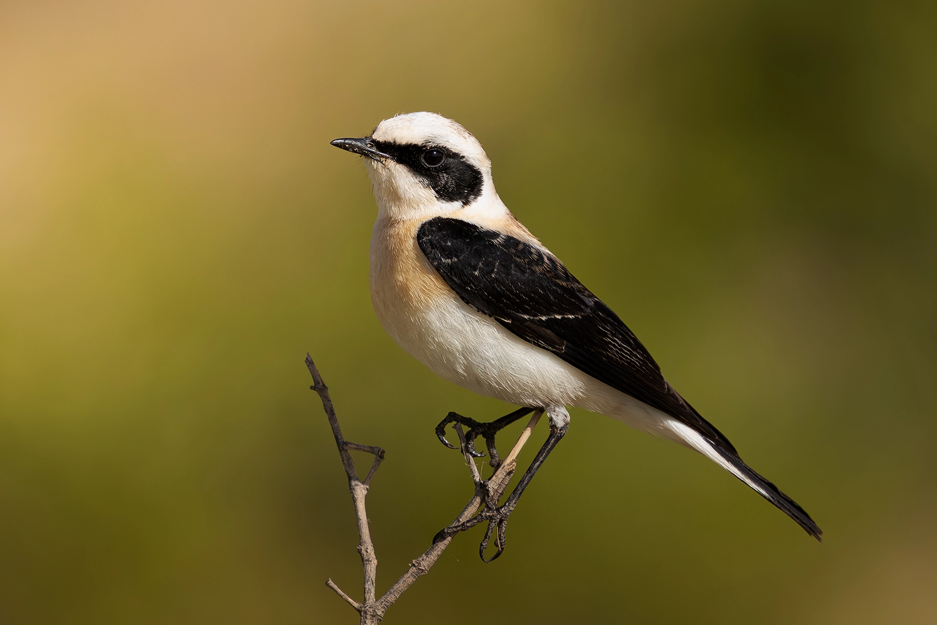 في أثر «الفَقاق» | رحلة توثيق 15 وجهاً لجنس «Oenanthe» 17 black eared wheatear