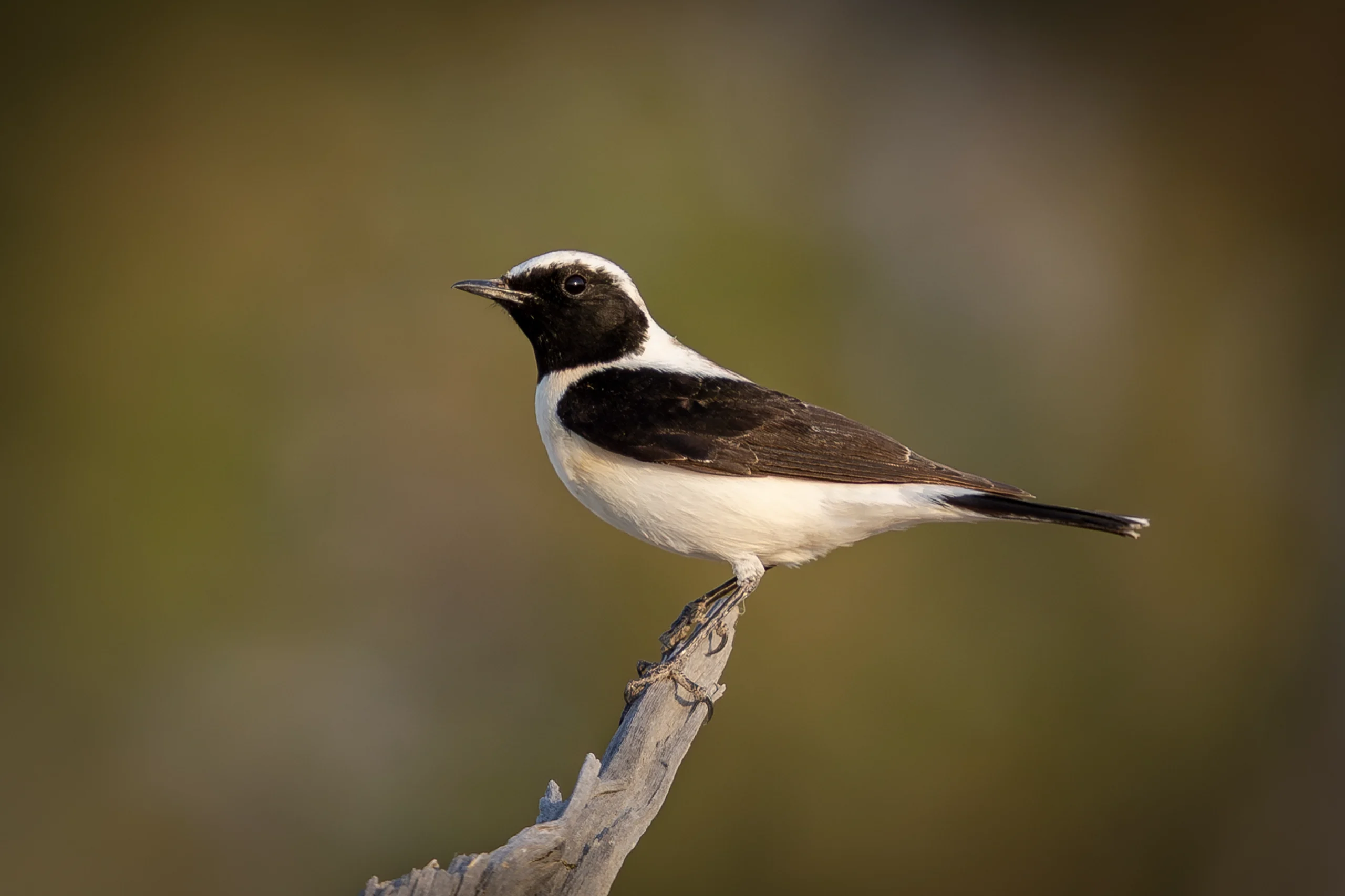 في أثر «الفَقاق» | رحلة توثيق 15 وجهاً لجنس «Oenanthe» 16 black eared wheatear2 scaled