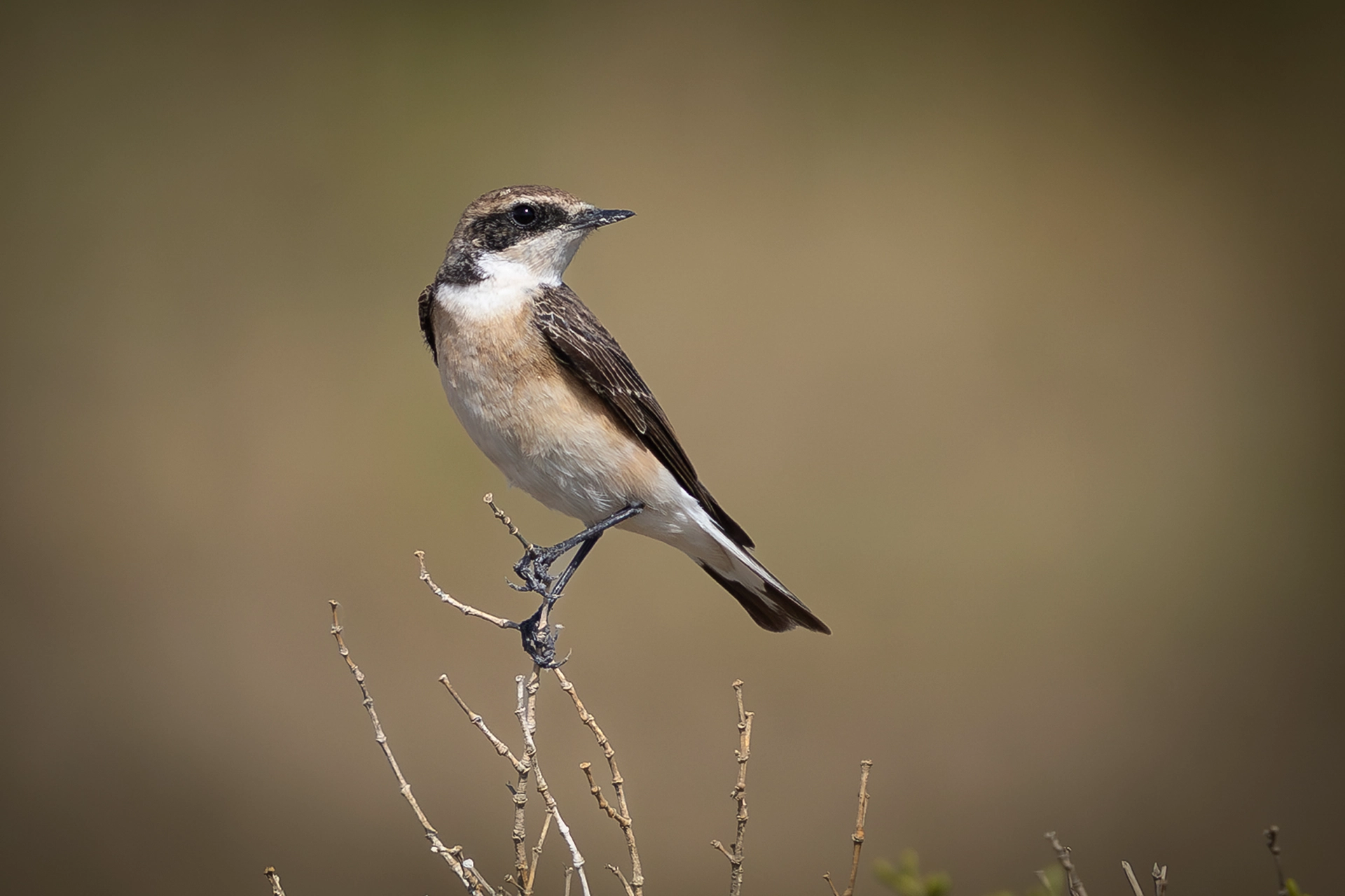 في أثر «الفَقاق» | رحلة توثيق 15 وجهاً لجنس «Oenanthe» 18 black eared wheatear3