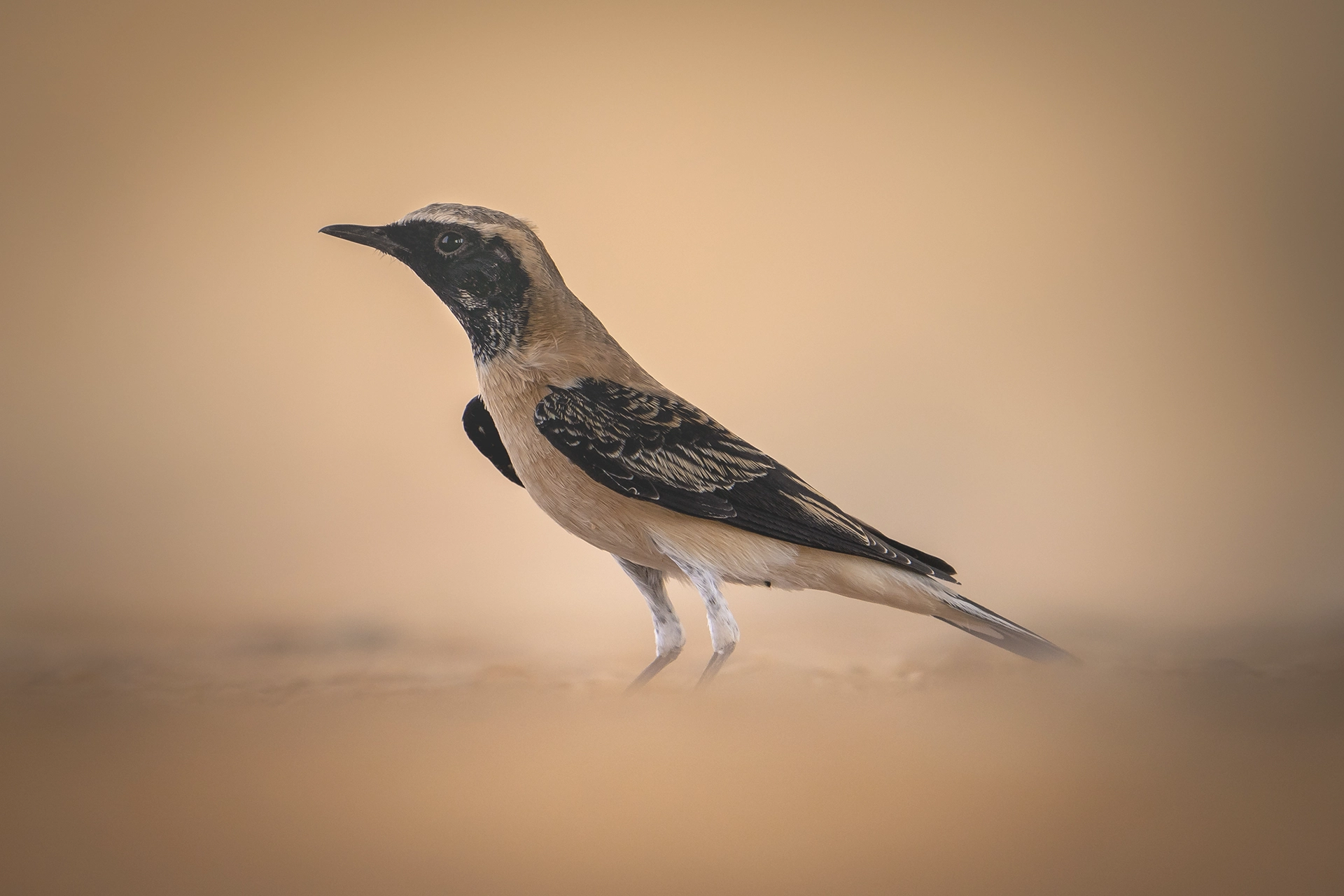 في أثر «الفَقاق» | رحلة توثيق 15 وجهاً لجنس «Oenanthe» 19 black eared wheatear4