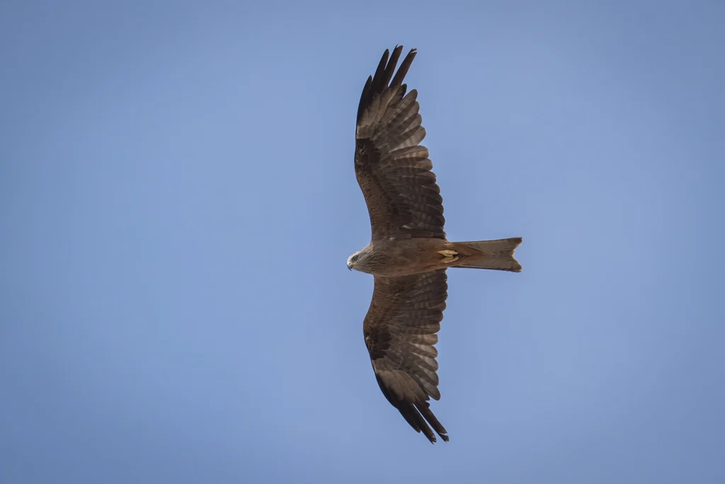 حِدَأَةٌ سَوْدَاءُ: حدأة سوداء (Black Kite) محلقة في الأفق - تصوير فيصل هجول