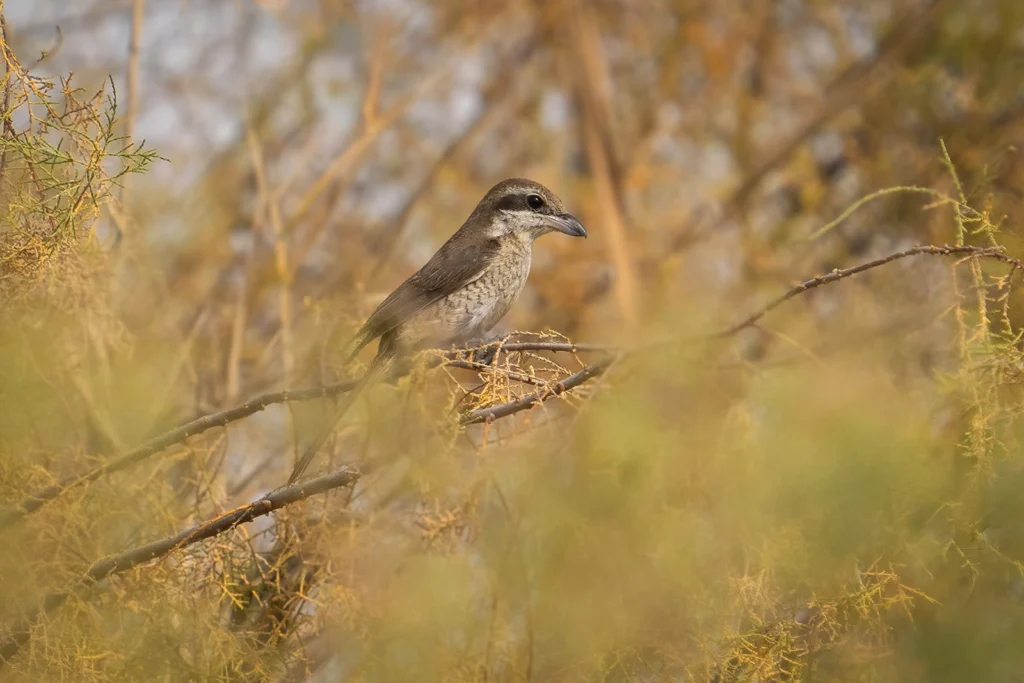 brown shrike