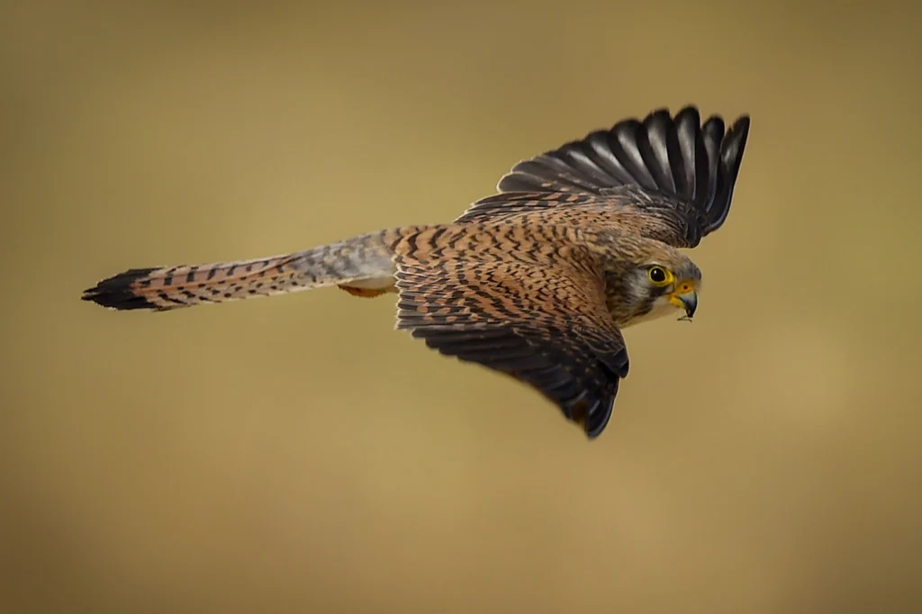 عَوْسَقٌ: طائر العوسق (Common Kestrel) - تصوير فيصل هجول