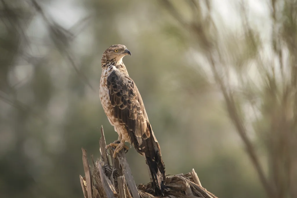 عُقَيِّبٌ عَسَلِيَّةٌ شَرْقِيَّةُ: عقيب عسلية شرقية (Crested Honey Buzzard) - تصوير فيصل هجول
