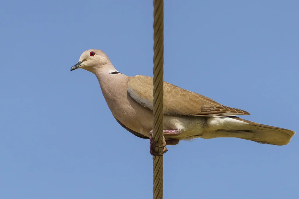 الفاختة المطوقة الإفريقية (Streptopelia roseogrisea) في منطقة جازان