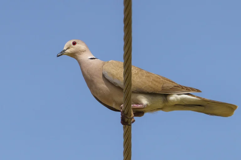 فَاخْتَةٌ أَفْرِيقِيَّةٌ (Streptopelia roseogrisea) في موطنها بالمملكة العربية السعودية