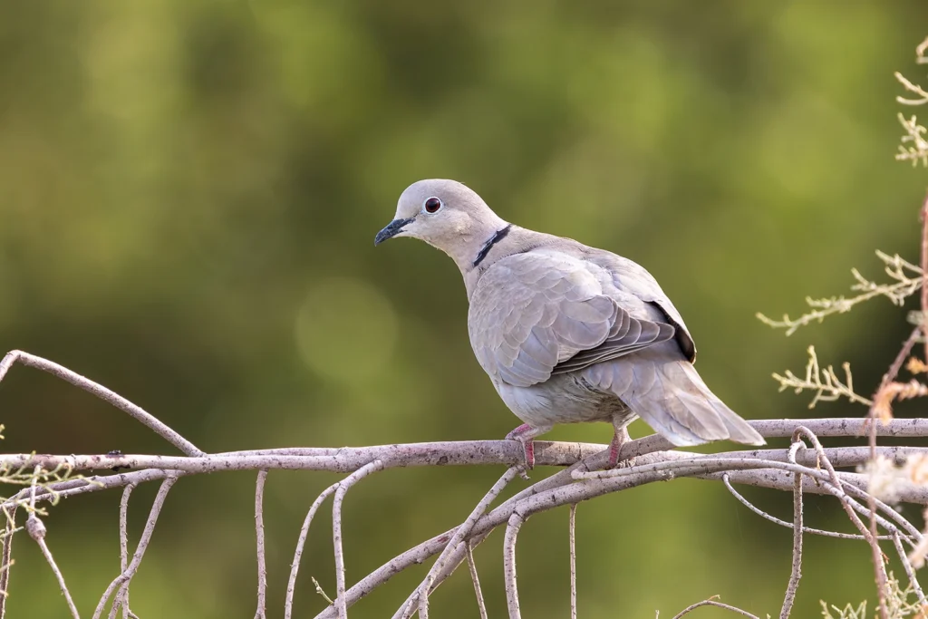 الفاختة الأوراسية (Streptopelia decaocto) بطوقها الأسود المميزفي واحة القطيف