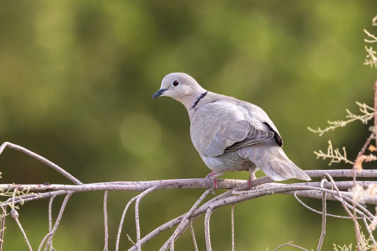 streptopelia-decaocto