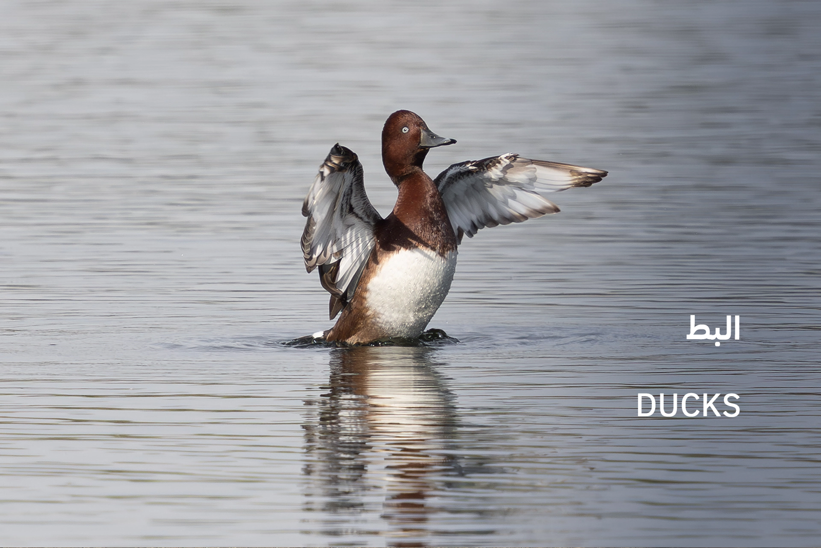 ducks